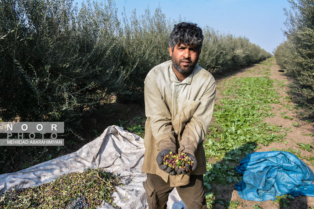 حضور کارگر فصلی در حال برداشت زیتون در مزارع بزرگ شهرستان خان ببین استان گلستان