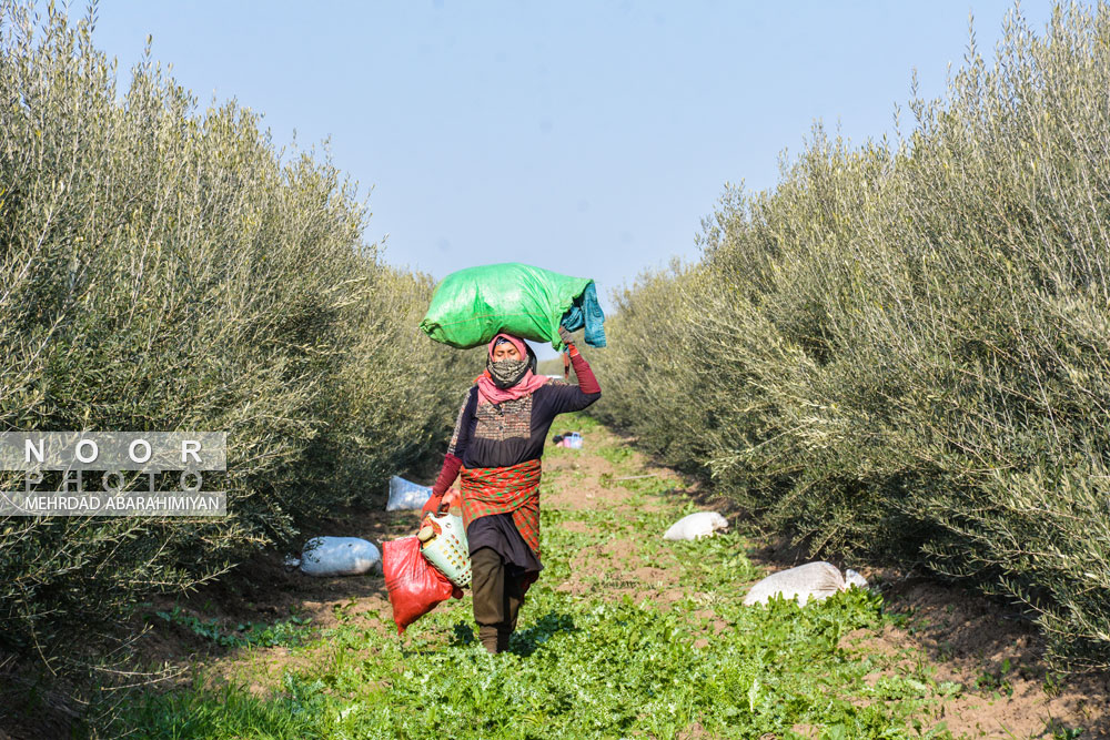 حضور کارگر فصلی زن در حال برداشت زیتون در مزارع بزرگ شهرستان خان ببین استان گلستان