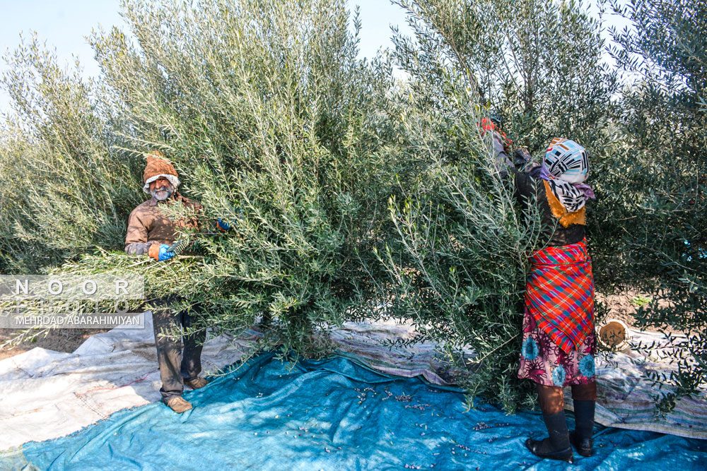 حضور کارگران فصلی در حال برداشت زیتون در مزارع بزرگ شهرستان خان ببین استان گلستان