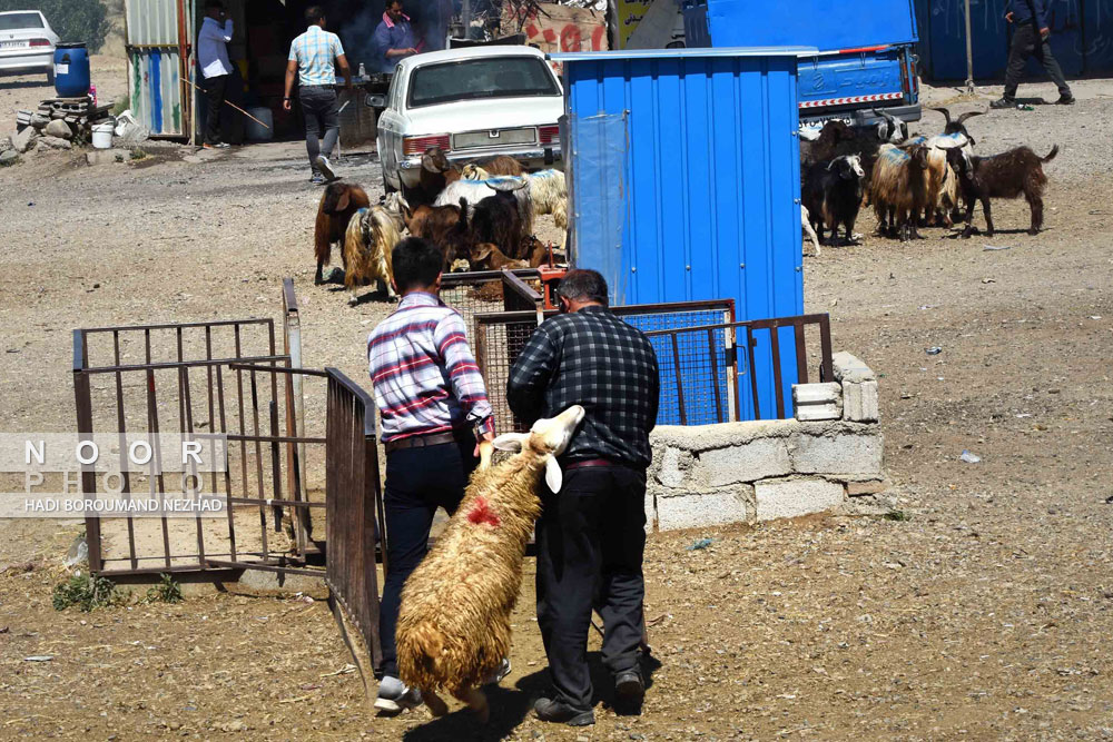 فروش دام در میدان دواب اهر