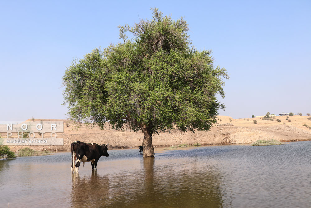 یک درخت کنار درروستای آبخیزپرنوشته.روستای پرنوشته دربیست کیلومتری مسجدسلیمان واقع شده است