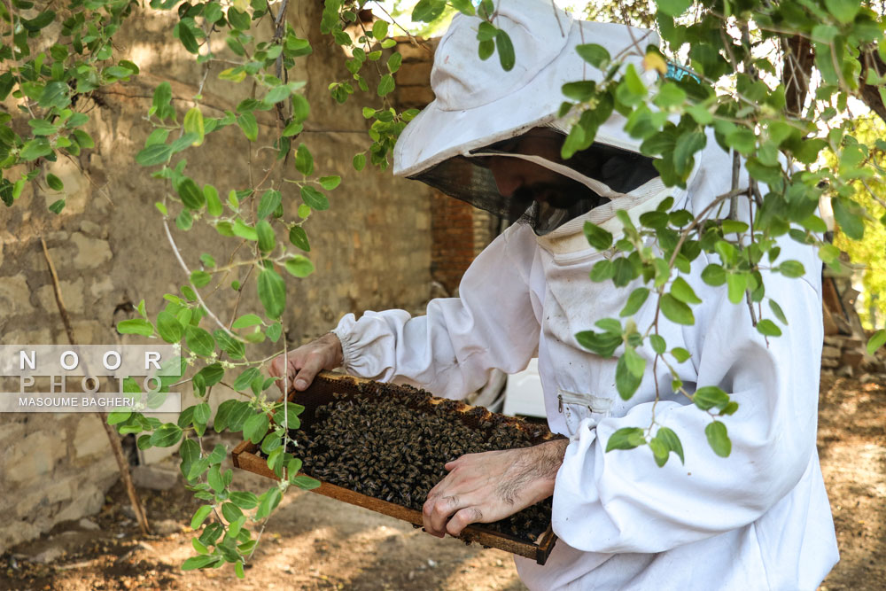 یک باغ کوچک درمسجدسلیمان که در آن عسل کنار،تولید میشود