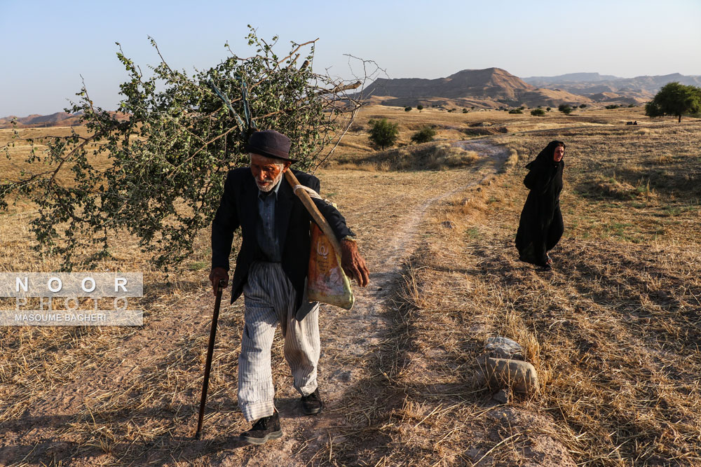 پیرمردساکن لالی،هرروزعصر شاخ وبرگهای درختان کنار،رابرای درمان گیاهی ازصحرا به خانه می برد