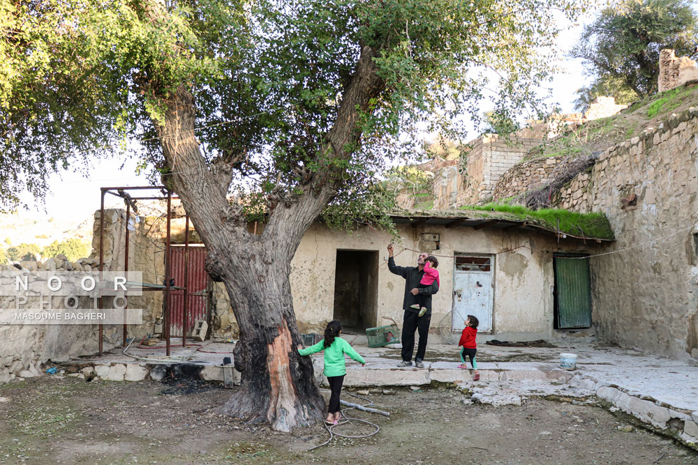 یک درخت کنار،درحیاط قدیمی درپایین شهرمسجدسلیمان