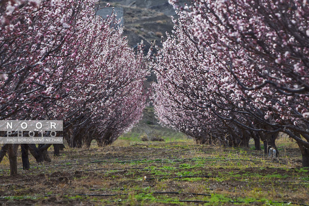 شکوفه های بهاری در منطقه قره داغ