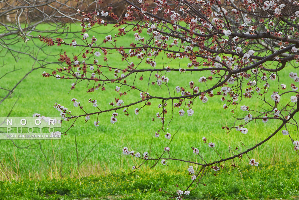 شکوفه های بهاری در منطقه قره داغ