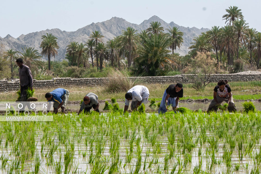 شالیکاری در میان نخلستان های قصرقند