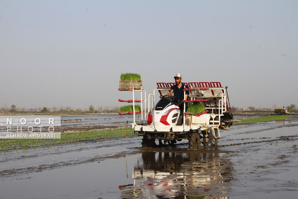 کشت مکانیزه برنج