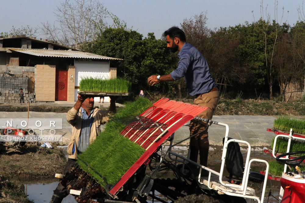 کشت مکانیزه برنج