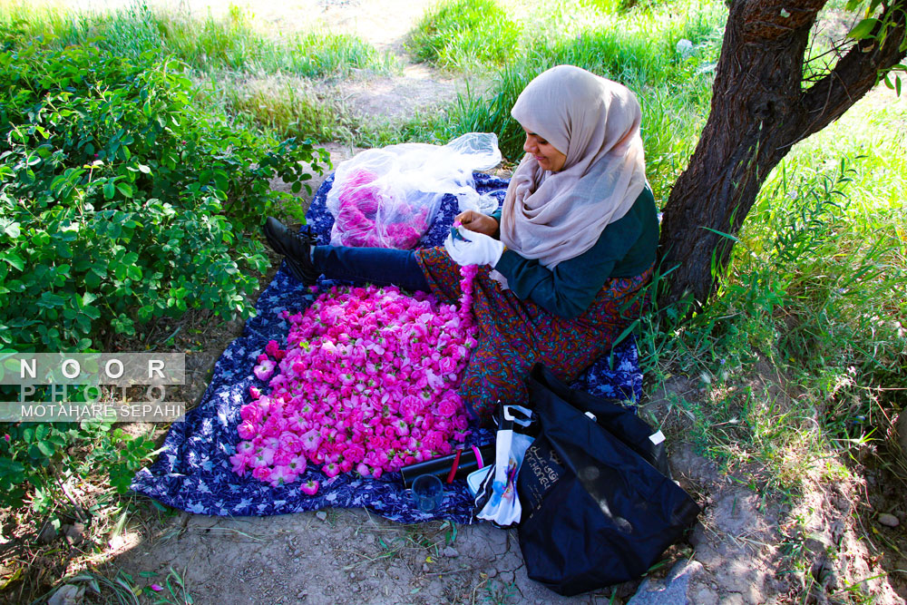 گلاب گیری در روستای حسنارود کاشان