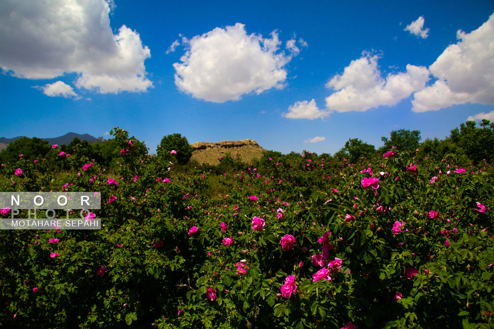 گلاب گیری در روستای حسنارود کاشان