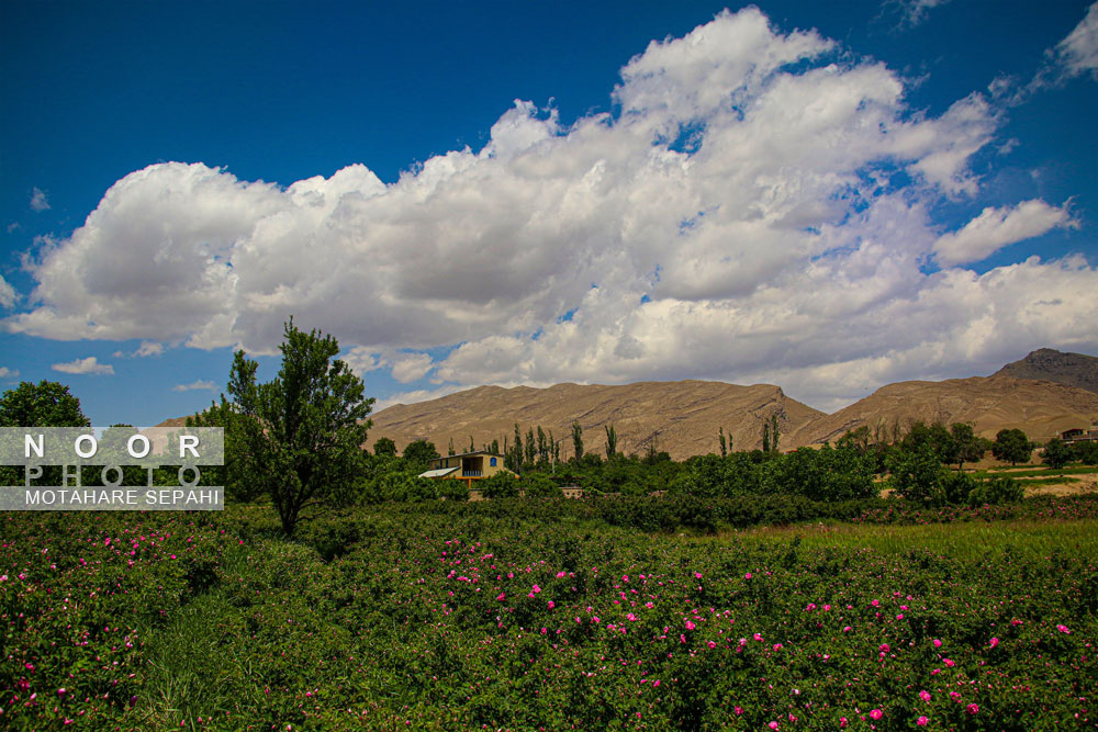 گلاب گیری در روستای حسنارود کاشان