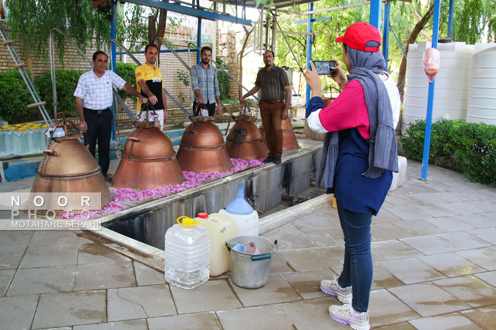 گلاب گیری در روستای حسنارود کاشان