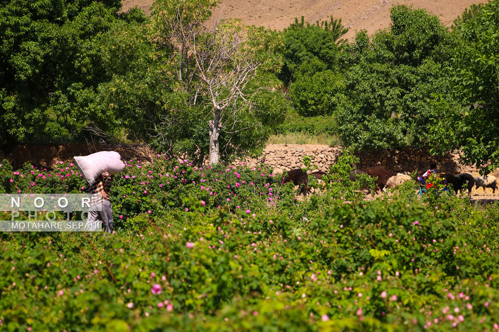 گلاب گیری در روستای حسنارود کاشان