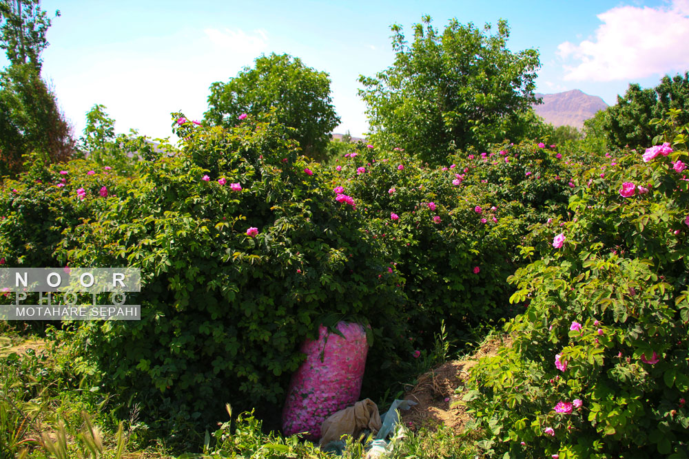 گلاب گیری در روستای حسنارود کاشان