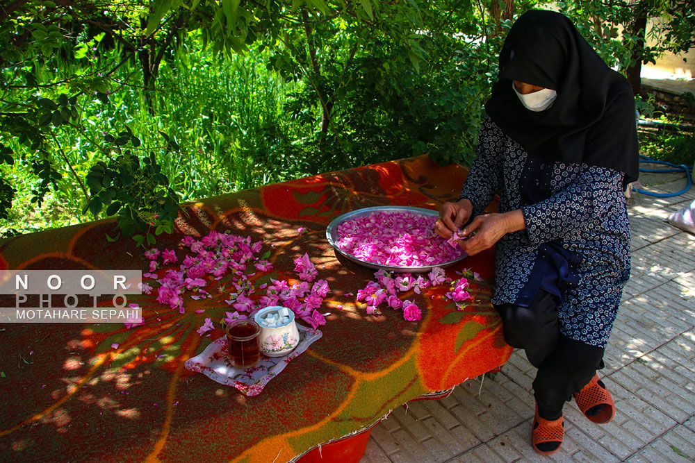 گلاب گیری در روستای حسنارود کاشان