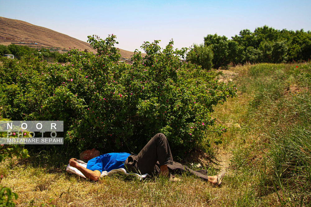 گلاب گیری در روستای حسنارود کاشان