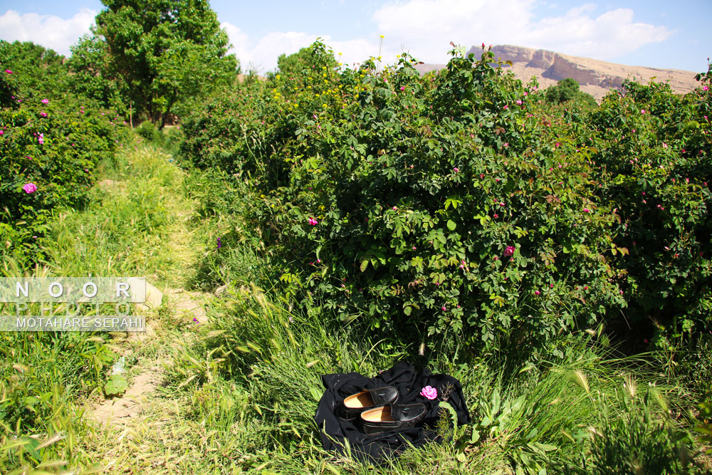 گلاب گیری در روستای حسنارود کاشان