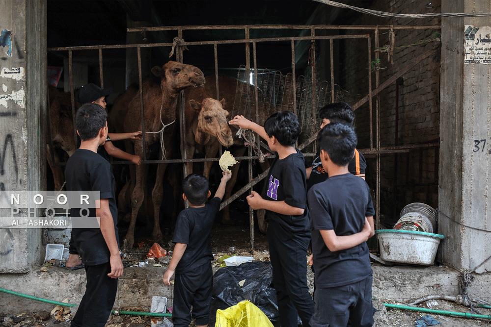 زائران اربعین حسینی در کربلای معلی