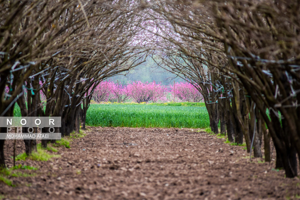 شکوفه های بهاری