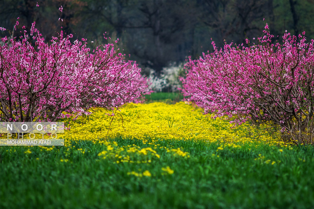 شکوفه های بهاری