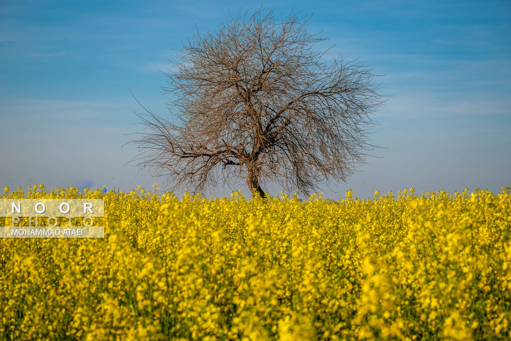 شکوفه های بهاری