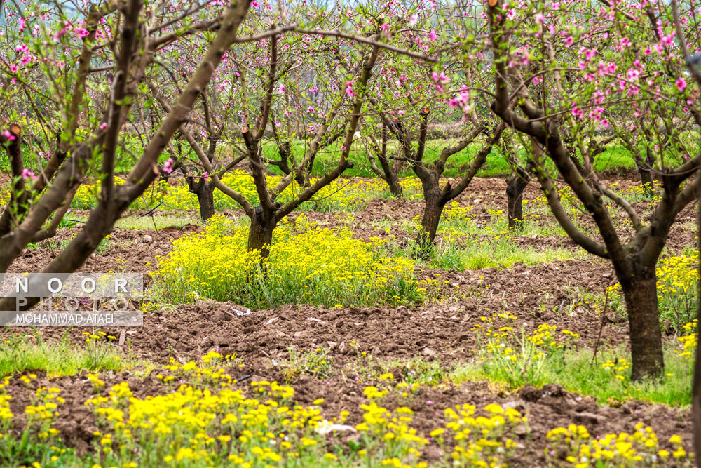 شکوفه های بهاری