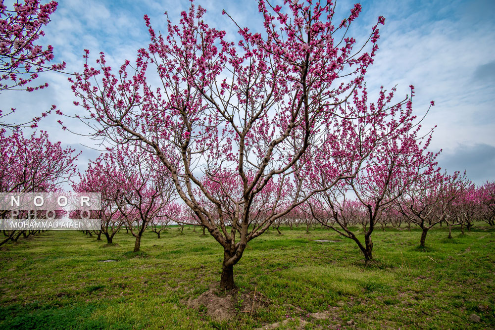 شکوفه های بهاری