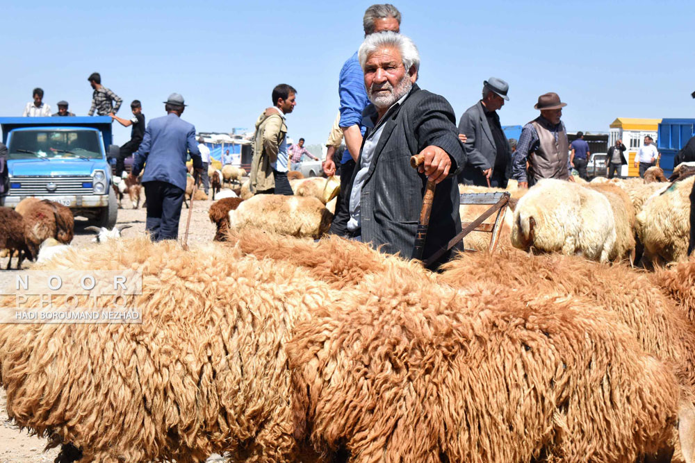 فروش دام در میدان دواب اهر