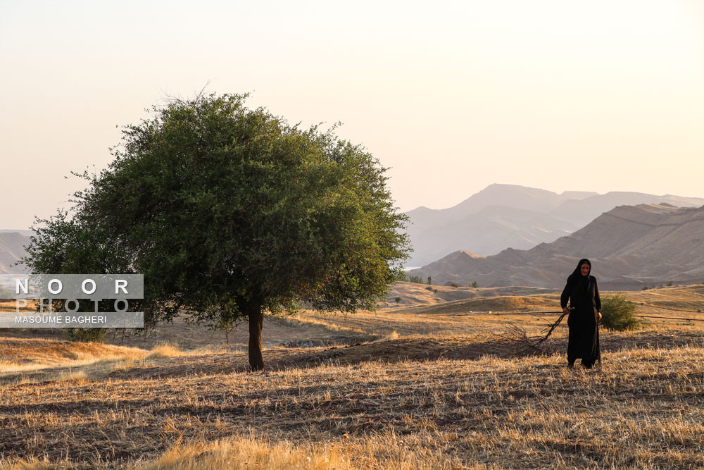 نمایی ازیک درخت کنار،درچله ی تابستان که همچنان دردمای بالاتراز۵۰ درجه جنوب سرسبزوپرباراست