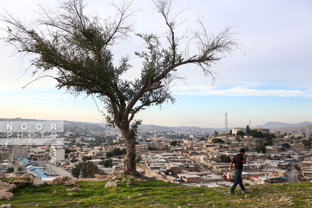 حسین صالحی ازشهروندان مسجدسلیمان میگوید:درسالهای بسیاردور،این درخت کناروسط حیاط خانه مابود.به دلیل نشت نفت ازاینجانقل مکان کردیم اما درخت کنارشکسته همچنان سرجای خودش است