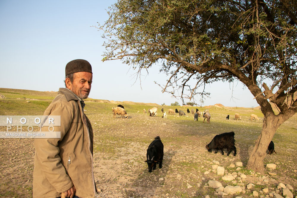 یک چوپان در روستای چشمه زالوک مسجدسلیمان،بزهایش را برای چریدن، زیردرخت کنار آورده است