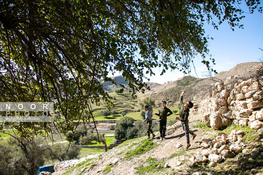 کودکان درشهرلالی به درخت کنار،سنگ می زنند