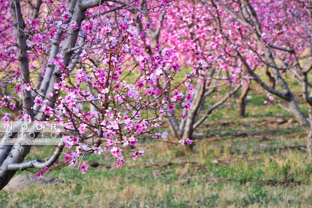 شکوفه های بهاری در منطقه قره داغ