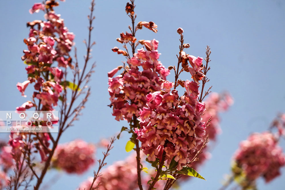 باغ ملی گیاه شناسی ایران