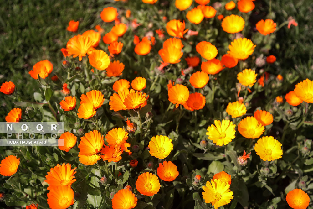 باغ ملی گیاه شناسی ایران