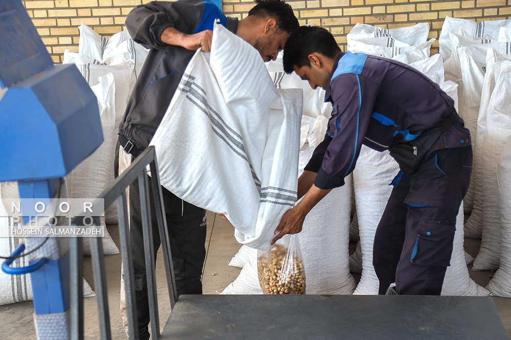 باغ پسته شرکت بینالود نیشابور