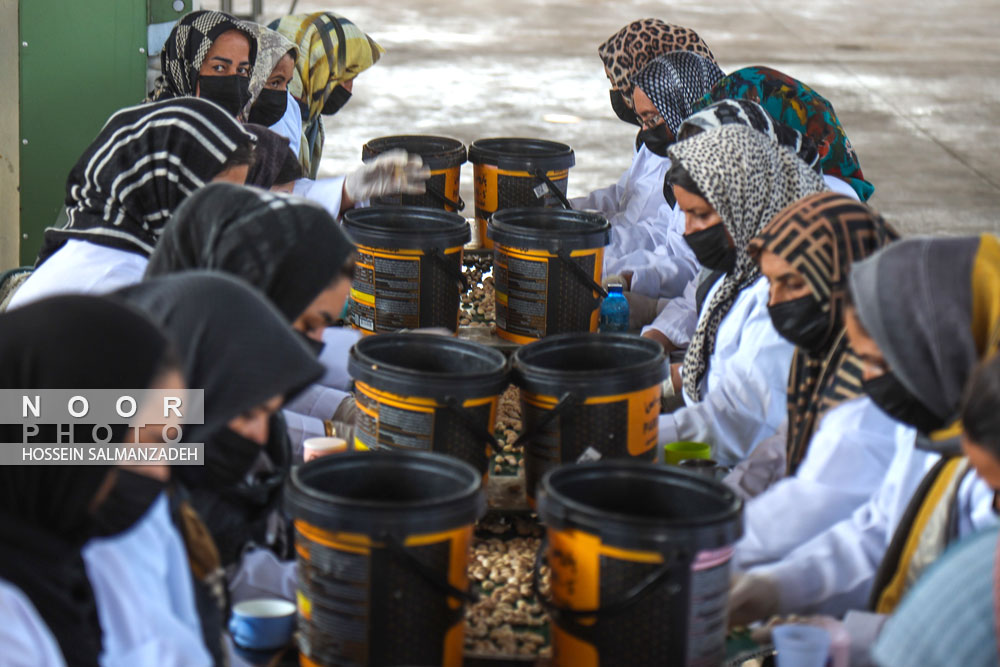 باغ پسته شرکت بینالود نیشابور