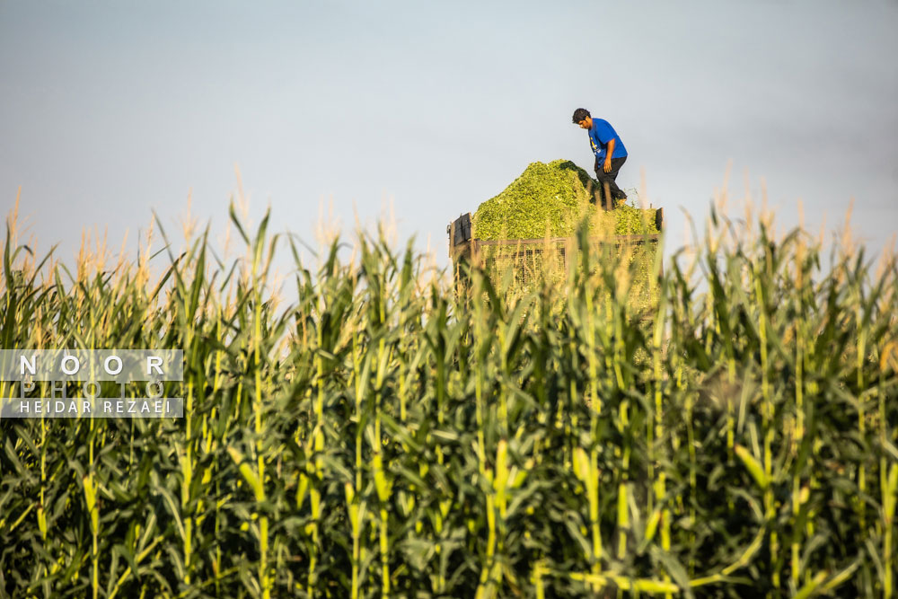 برداشت ذرت علوفه ای دام