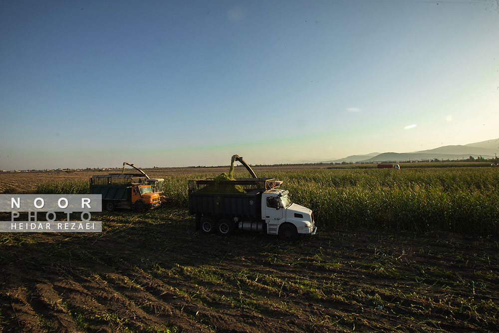 برداشت ذرت علوفه ای دام