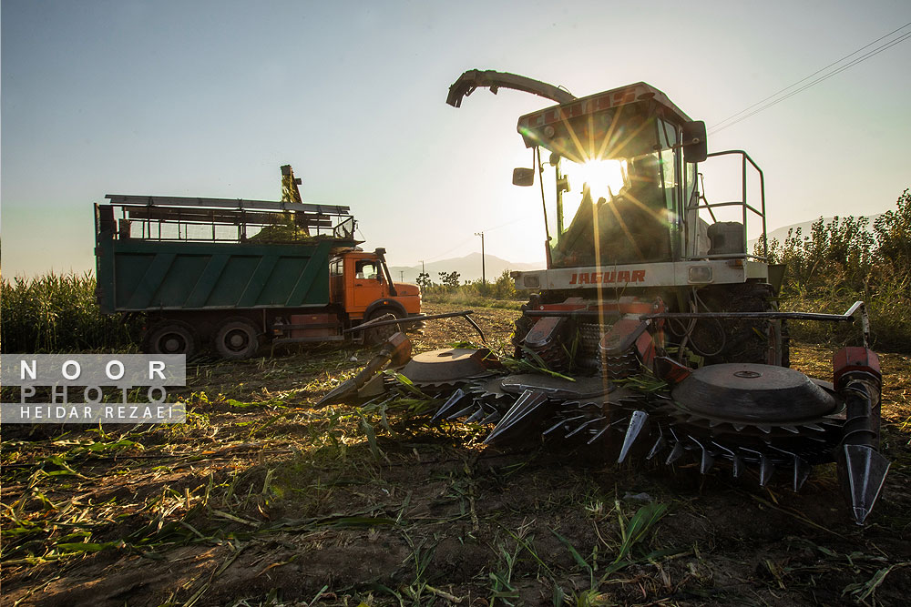 برداشت ذرت علوفه ای دام