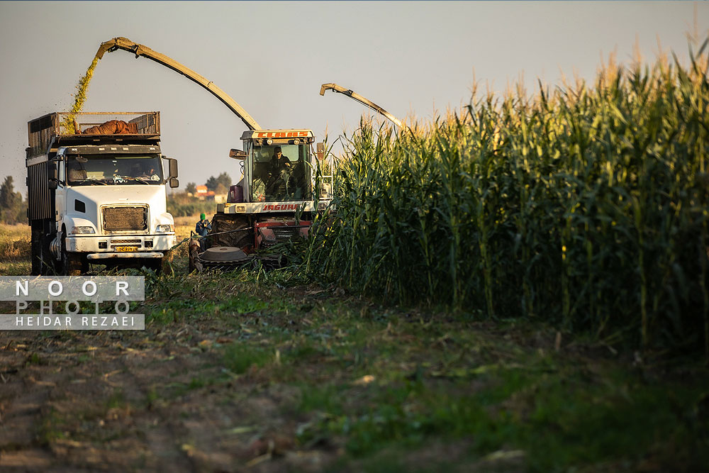 برداشت ذرت علوفه ای دام