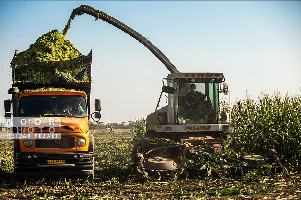 برداشت ذرت علوفه ای دام