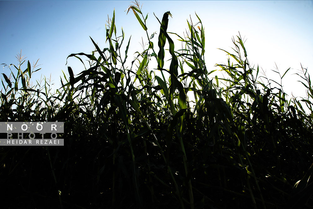 برداشت ذرت علوفه ای دام