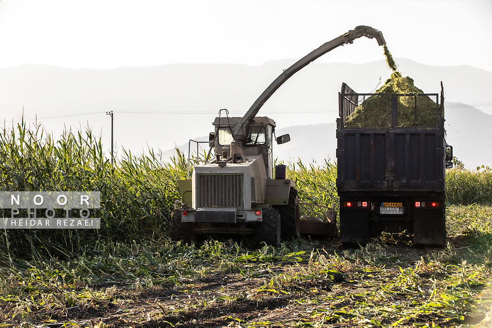 برداشت ذرت علوفه ای دام