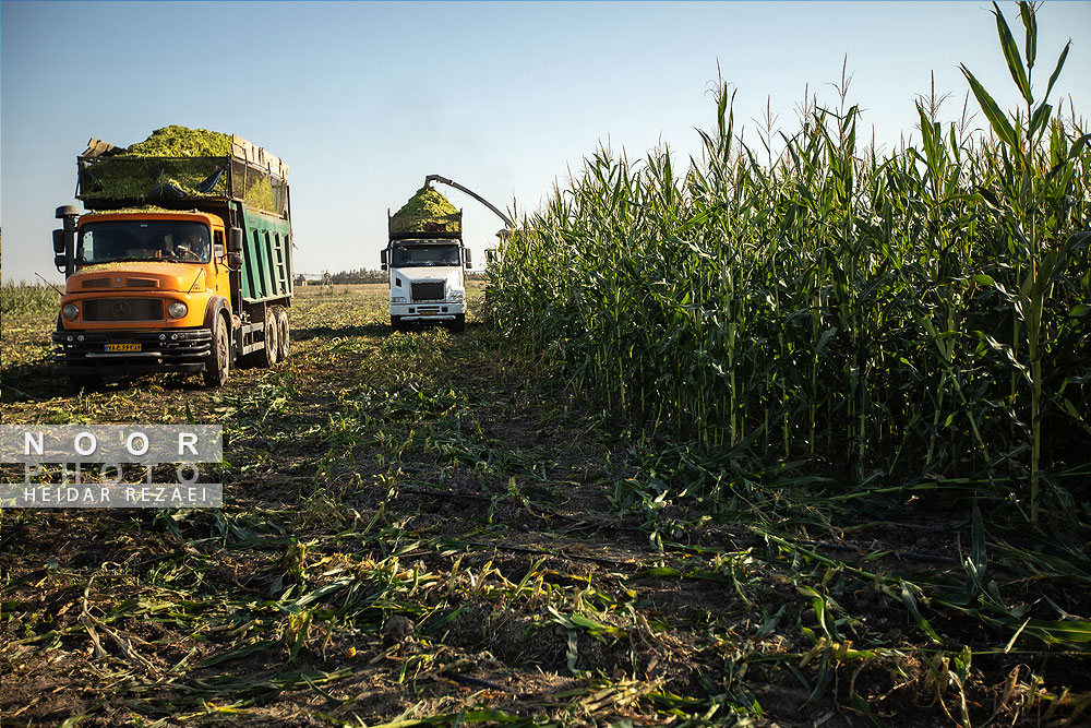 برداشت ذرت علوفه ای دام