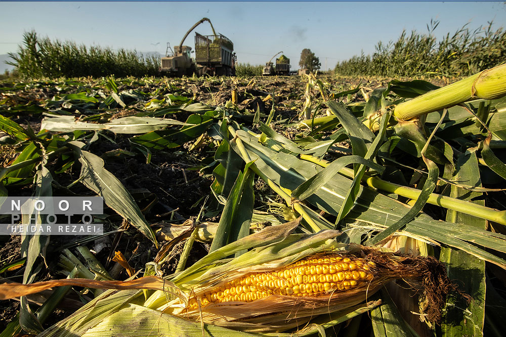 برداشت ذرت علوفه ای دام