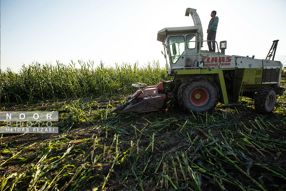 برداشت ذرت علوفه ای دام