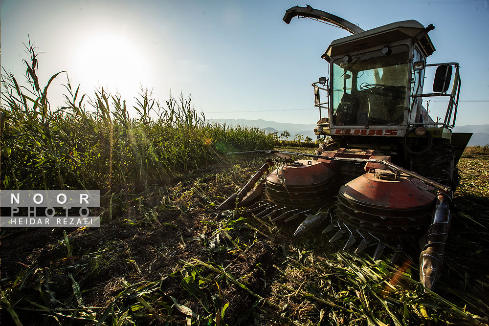 برداشت ذرت علوفه ای دام