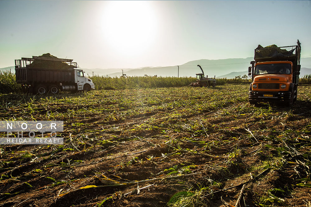 برداشت ذرت علوفه ای دام